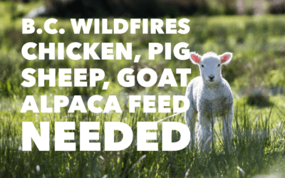 BC WILDFIRES LIVESTOCK FEED NEEDED