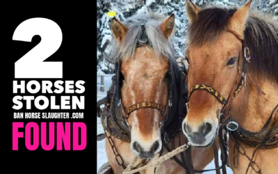 MISSING | STOLEN HORSES