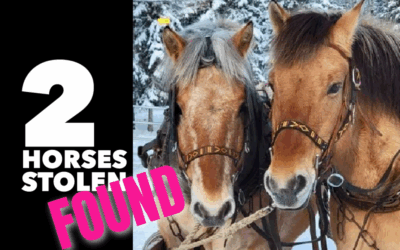 MISSING | STOLEN HORSES