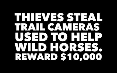 ALBERTA THIEVES STEAL TRAIL CAMERAS USED TO MONITOR WILD HORSES