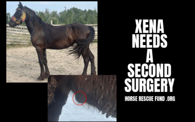 XENA NEEDS ANOTHER SURGERY